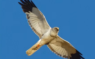 Protection sur site des nids de busards cendrés et st martin